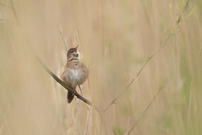 BUITEN BEELD Foto: 421143