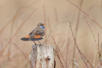 BUITEN BEELD Foto: 421153