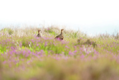 BUITEN BEELD Foto: 421166