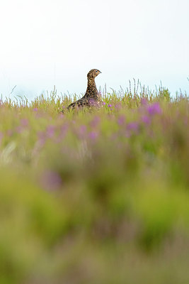 BUITEN BEELD Foto: 421171