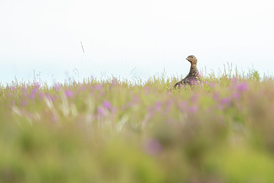 BUITEN BEELD Foto: 421173