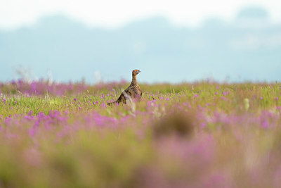 BUITEN BEELD Foto: 421174