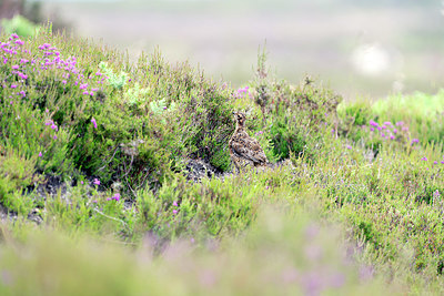 BUITEN BEELD Foto: 421202
