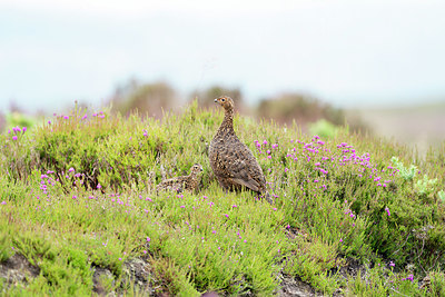 BUITEN BEELD Foto: 421203