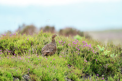 BUITEN BEELD Foto: 421204