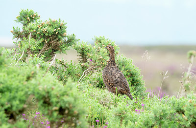 BUITEN BEELD Foto: 421207