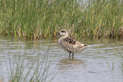 BUITEN BEELD Foto: 421220