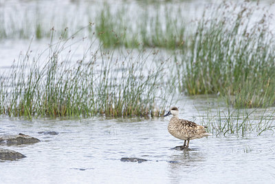 BUITEN BEELD Foto: 421221