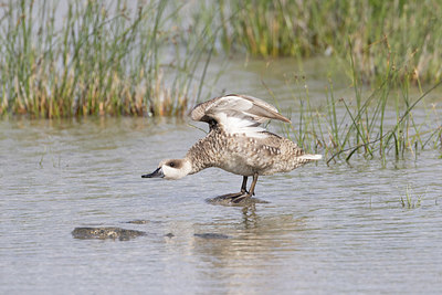 BUITEN BEELD Foto: 421222