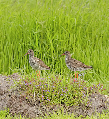 BUITEN BEELD Foto: 421255