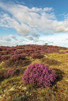 BUITEN BEELD Foto: 421256