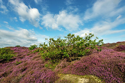 BUITEN BEELD Foto: 421261