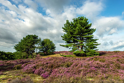 BUITEN BEELD Foto: 421274