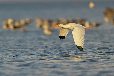 BUITEN BEELD Foto: 421283