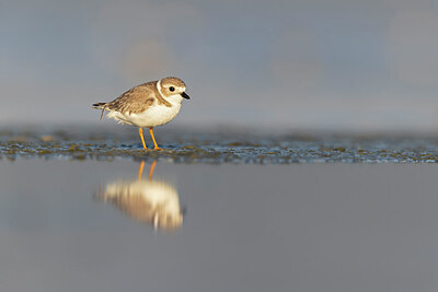 BUITEN BEELD Foto: 421345