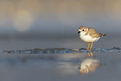 BUITEN BEELD Foto: 421346