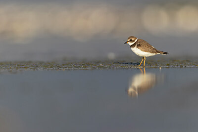 BUITEN BEELD Foto: 421350