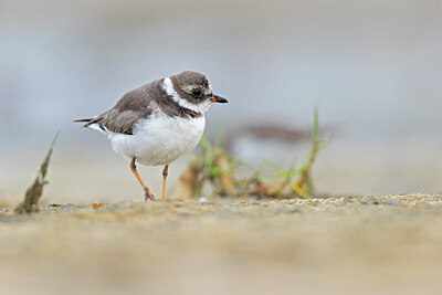 BUITEN BEELD Foto: 421352