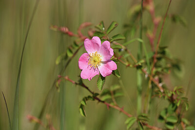 BUITEN BEELD Foto: 421358