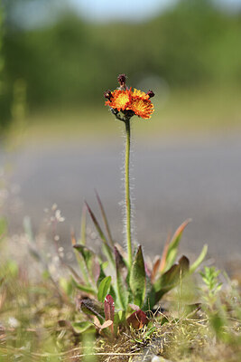 BUITEN BEELD Foto: 421359