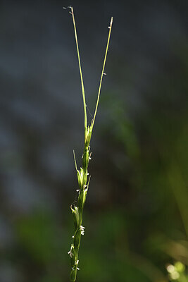 BUITEN BEELD Foto: 421361