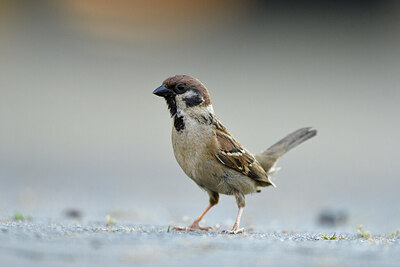 BUITEN BEELD Foto: 421364