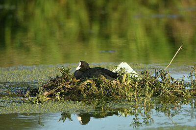 BUITEN BEELD Foto: 421369