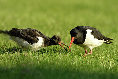 BUITEN BEELD Foto: 421371