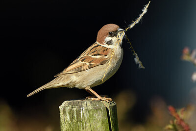 BUITEN BEELD Foto: 421372