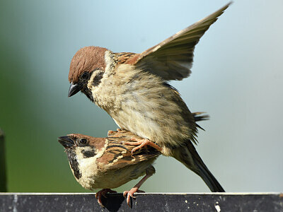 BUITEN BEELD Foto: 421375