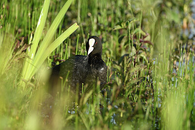 BUITEN BEELD Foto: 421383