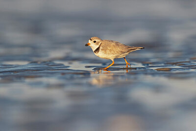 BUITEN BEELD Foto: 421389