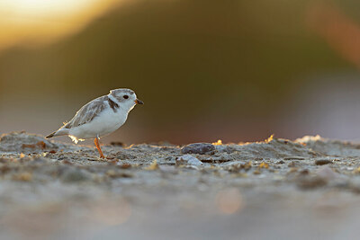 BUITEN BEELD Foto: 421398