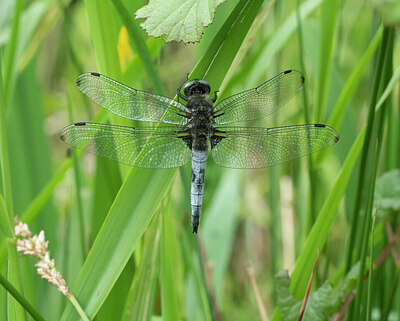 BUITEN BEELD Foto: 421421