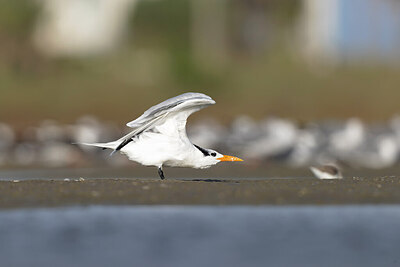 BUITEN BEELD Foto: 421444