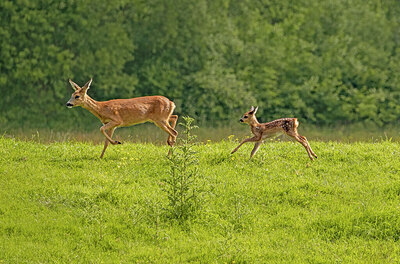 BUITEN BEELD Foto: 421464