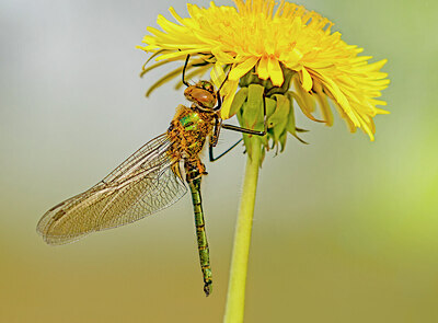 BUITEN BEELD Foto: 421465