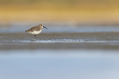 BUITEN BEELD Foto: 421480