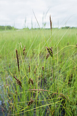 BUITEN BEELD Foto: 421548