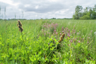 BUITEN BEELD Foto: 421551