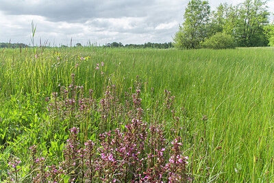 BUITEN BEELD Foto: 421554