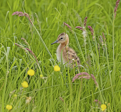 BUITEN BEELD Foto: 421573