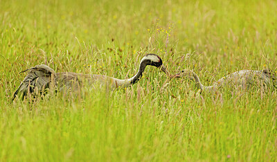 BUITEN BEELD Foto: 421577