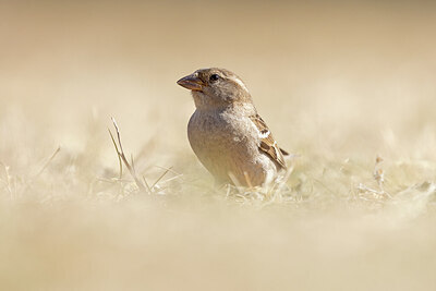 BUITEN BEELD Foto: 421617