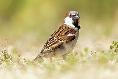 BUITEN BEELD Foto: 421619
