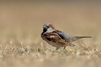 BUITEN BEELD Foto: 421620