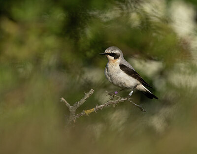 BUITEN BEELD Foto: 421643