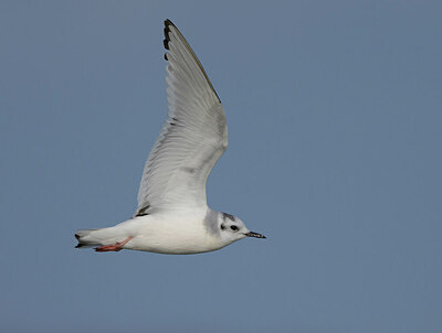 BUITEN BEELD Foto: 421649