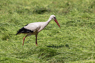 BUITEN BEELD Foto: 421696