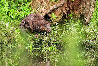 BUITEN BEELD Foto: 421706